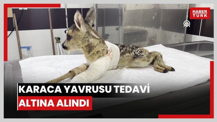 Aracın çarpması sonucu yaralanan karaca yavrusu tedavi altına alındı