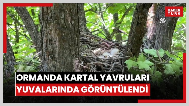 Bingölde 2 bin 100 rakımdaki ormanda kartal yavruları yuvalarında görüntülendi