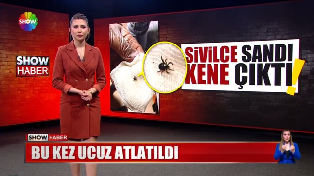 Sivilce sandı kene çıktı!