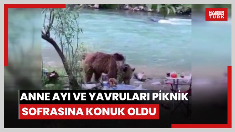 Anne ayı ve yavruları piknik sofrasına konuk oldu