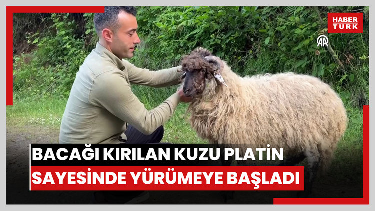 Bacağı kırılan kuzu takılan platin sayesinde yürümeye başladı