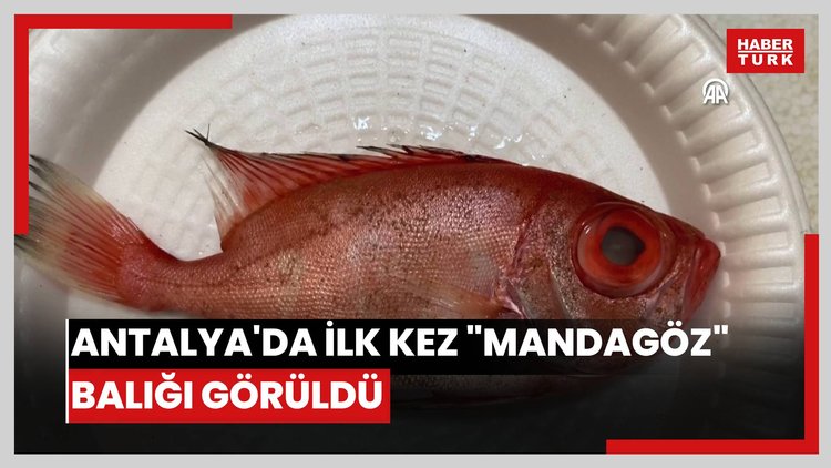 Antalya'da ilk kez "mandagöz" balığı görüldü