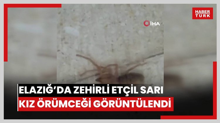 Elazığ'da zehirli etçil sarı kız örümceği görüntülendi