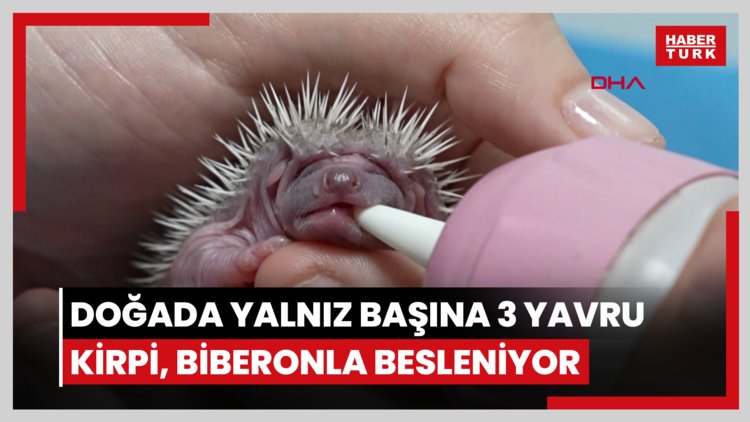 Doğada yalnız başına bulunan 3 yavru kirpi, biberonla besleniyor