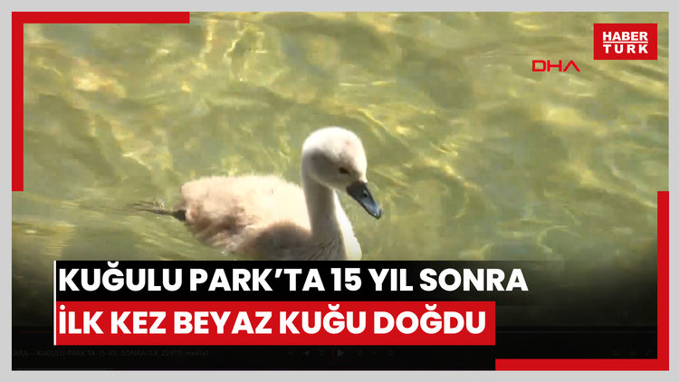 Kuğulu Park'ta 15 yıl sonra ilk kez beyaz kuğu doğdu