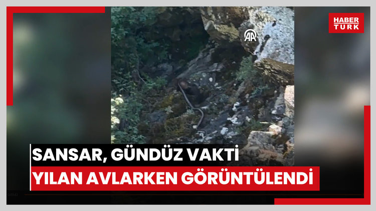 Sansar gündüz yılan avlarken görüntülendi