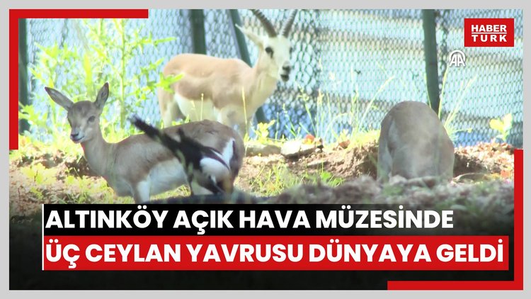 Altınköy Açık Hava Müzesinde üç ceylan yavrusu dünyaya geldi