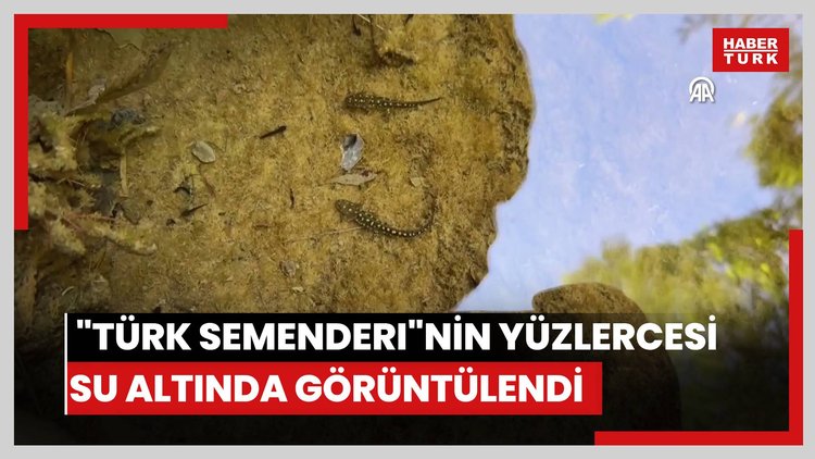 Nesli tükenme tehlikesi altındaki "Türk semenderi"nin yüzlercesi su altında görüntülendi