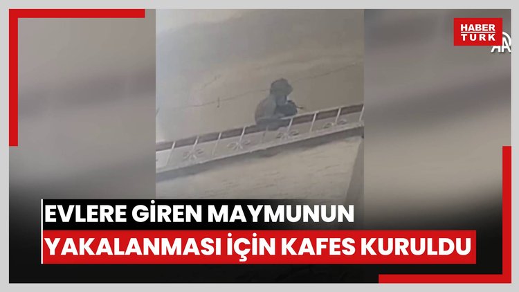 Saklandığı sitedeki evlere giren maymunun yakalanması için kafes kuruldu