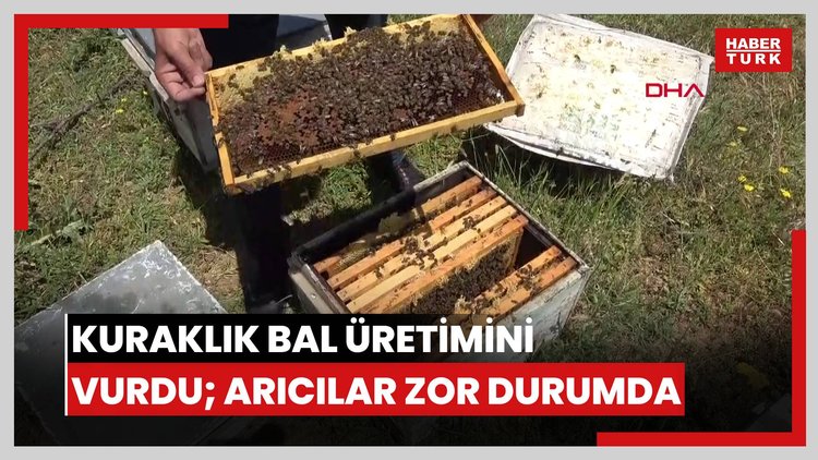 Kuraklık bal üretimini vurdu; arıcılar zor durumda