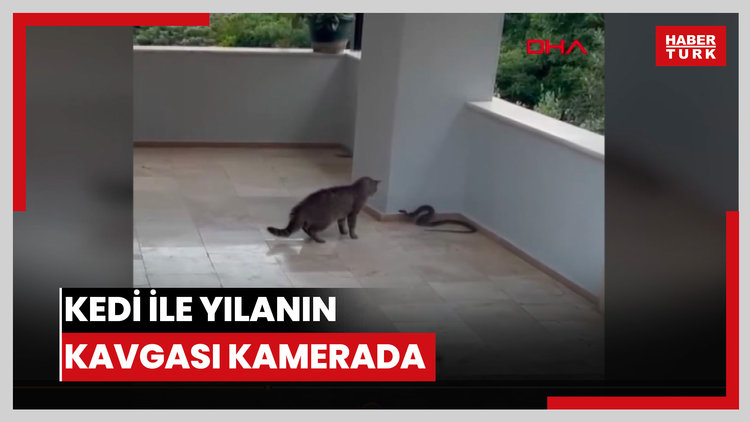 Kedi ile yılanın kavgası kamerada