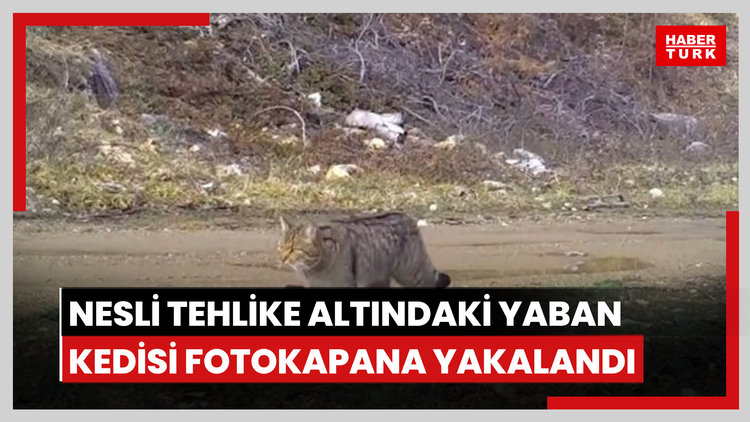 Nesli tehlike altındaki yaban kedisi fotokapana yakalandı