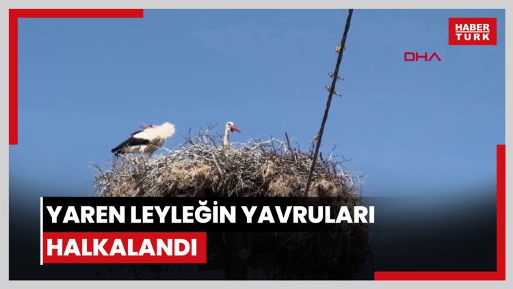 Yaren leyleğin yavruları halkalandı; göç yolculukları izlenecek