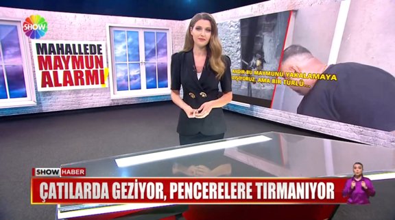 Mahallede maymun alarmı! 