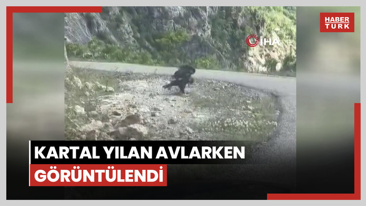 Artvin'de kartal yılan avlarken görüntülendi