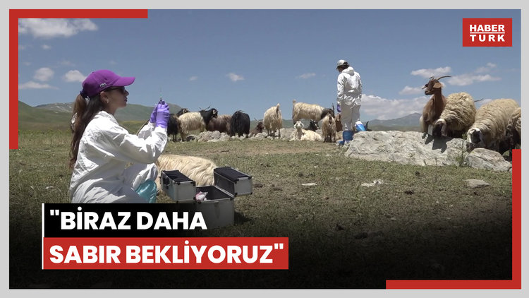 Veteriner hekimler zamanla yarışarak şap hastalığının yayılmasını önledi