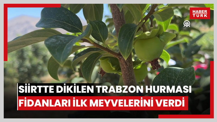 Siirt'te 4 yıl önce dikilen Trabzon hurması fidanları ilk meyvelerini verdi