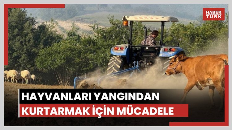 Hayvanları korumak için mücadele