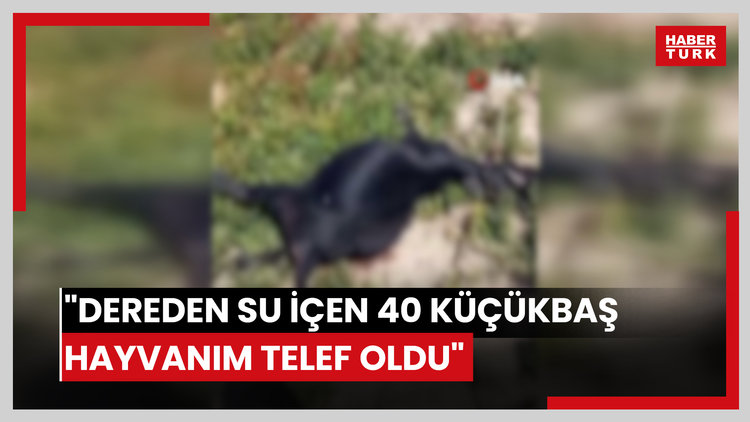 Hayvanlarını otlatan Cuma Gök: "Dereden su içen 40 küçükbaş hayvanım telef oldu"
