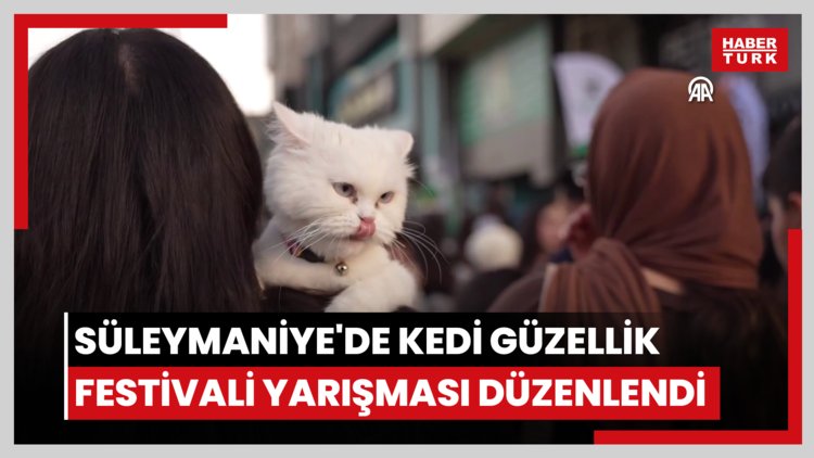 Süleymaniye'de Kedi Güzellik Festivali yarışması düzenlendi