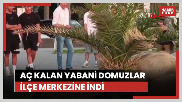 Aç kalan yaban domuzu sürüsü ilçe merkezine indi