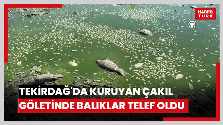 Tekirdağ'da kuruyan Çakıl Göletinde balıklar telef oldu
