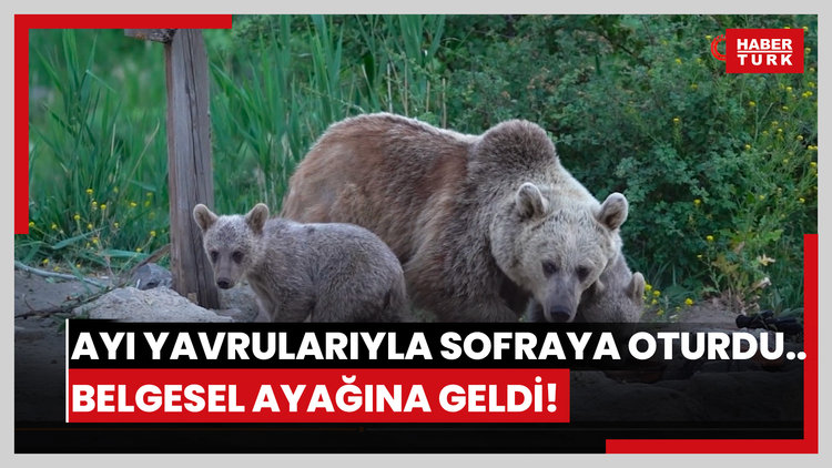 Ayı yavrularıyla sofraya oturdu... Belgesel ayağına geldi!