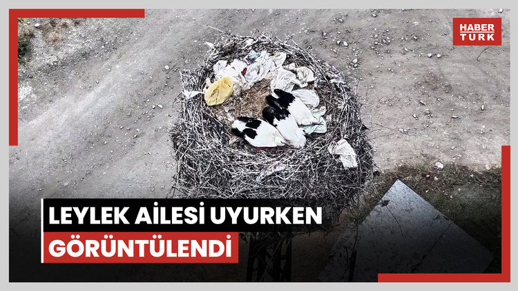 Leylek ailesi uyurken görüntülendi