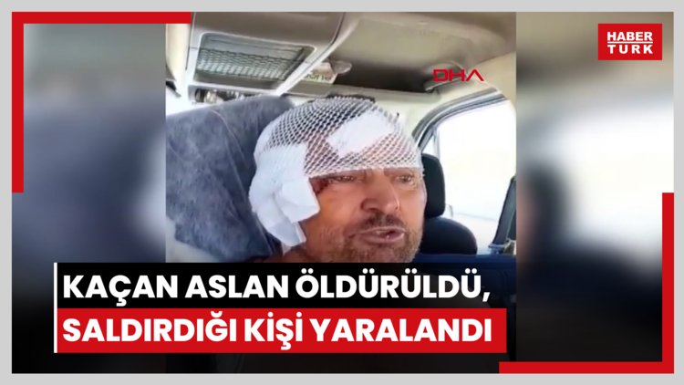 Hayvan parkından kaçan aslan öldürüldü, saldırdığı kişi yaralandı