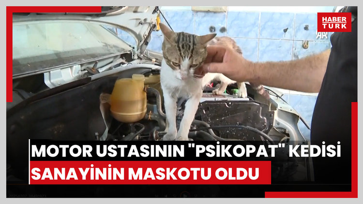 Motor ustasının "Psikopat" kedisi sanayinin maskotu oldu