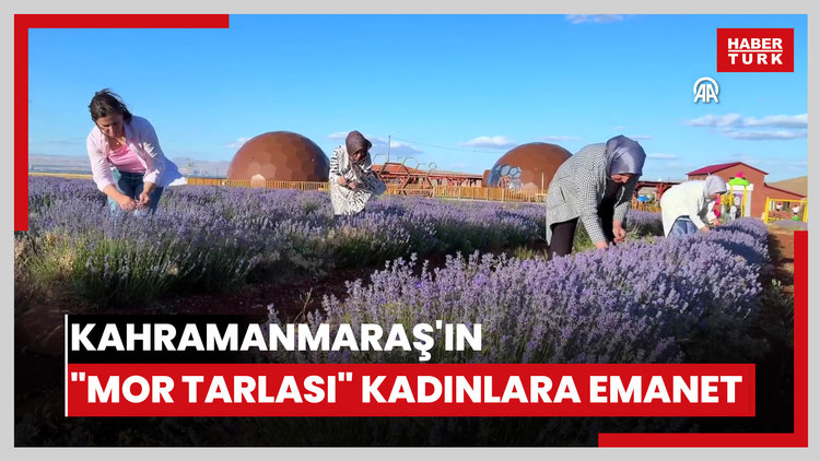 Kahramanmaraş'ın "mor tarlası" kadınlara emanet