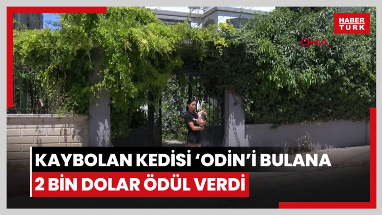 Kaybolan kedisi 'Odin'i bulana 2 bin dolar ödül verdi