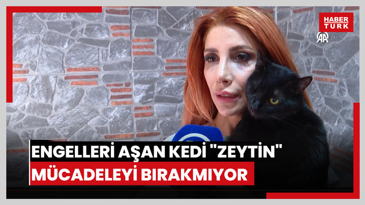 Engelleri aşan kedi "Zeytin" mücadeleyi bırakmıyor