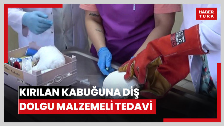 Kaplumbağa 'Tosbik'in kırılan kabuğuna diş dolgu malzemeli tedavi
