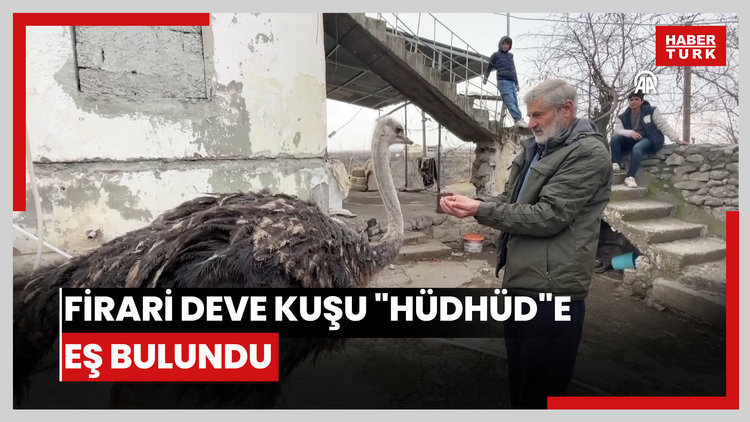 Firari deve kuşu "Hüdhüd"e eş bulundu