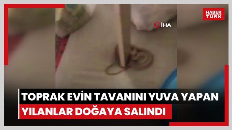 Hakkâri'de toprak evin tavanını yuva yapan yılanlar doğaya salındı