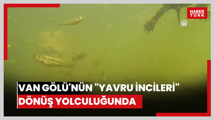 Van Gölünün "yavru incileri" dönüş yolculuğunda
