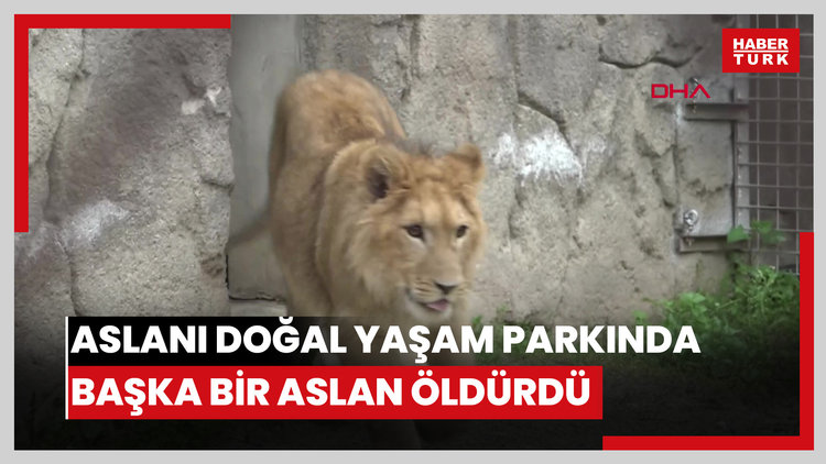 İsmi anketle belirlenen aslanı doğal yaşam parkında başka bir aslan öldürdü