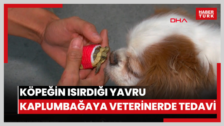 Köpeğin ısırdığı yavru kaplumbağaya veterinerde tedavi