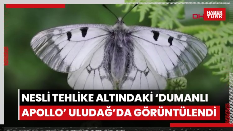 Nesli tehlike altındaki 'Dumanlı Apollo' Uludağ'da görüntülendi