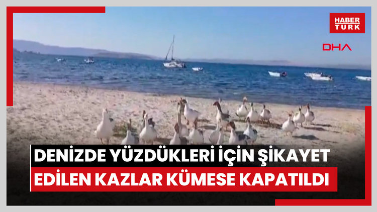 Denizde yüzdükleri için şikayet edilen kazlar kümese kapatıldı