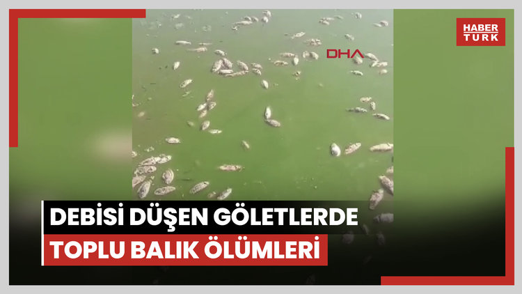 Şırnak'ta debisi düşen göletlerde toplu balık ölümleri