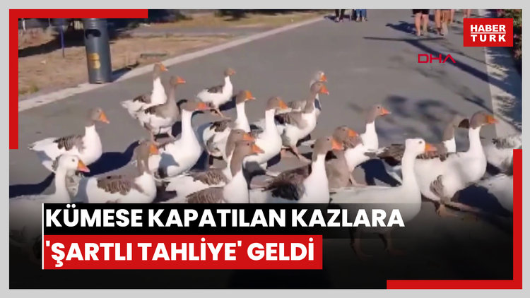 DHA'nın haberi sonrası kümese kapatılan kazlara 'şartlı tahliye' geldi