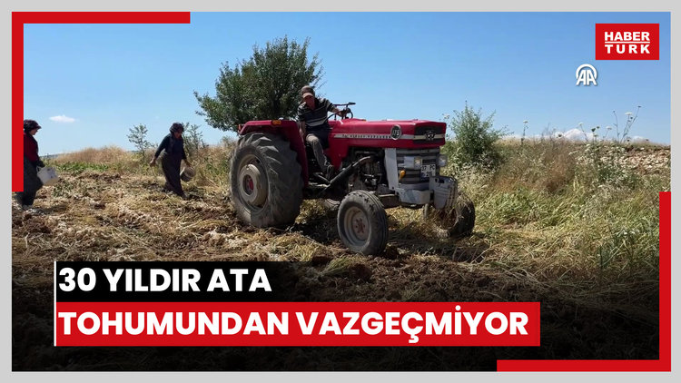 Taşköprü sarımsağı üreten çiftçi 30 yıldır ata tohumundan vazgeçmiyor