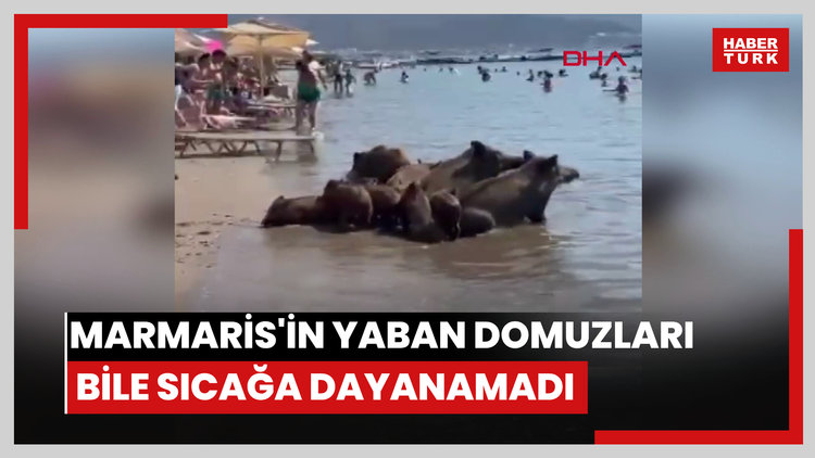 Marmaris'in yaban domuzları bile sıcağa dayanamadı