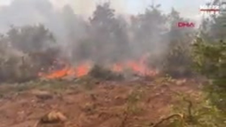 Eskişehir'de orman yangını