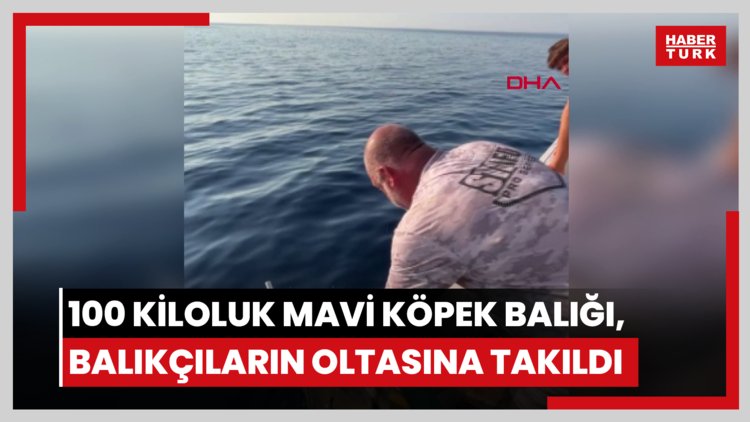 Çanakkale'de 100 kiloluk mavi köpek balığı, balıkçıların oltasına takıldı
