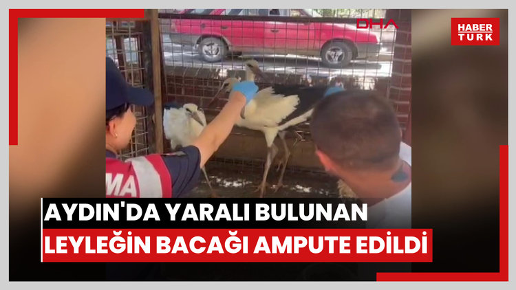 Aydın'da yaralı bulunan leyleğin bacağı ampute edildi