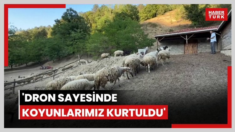 Kurdun koyunlara saldırısı dronla önlendi