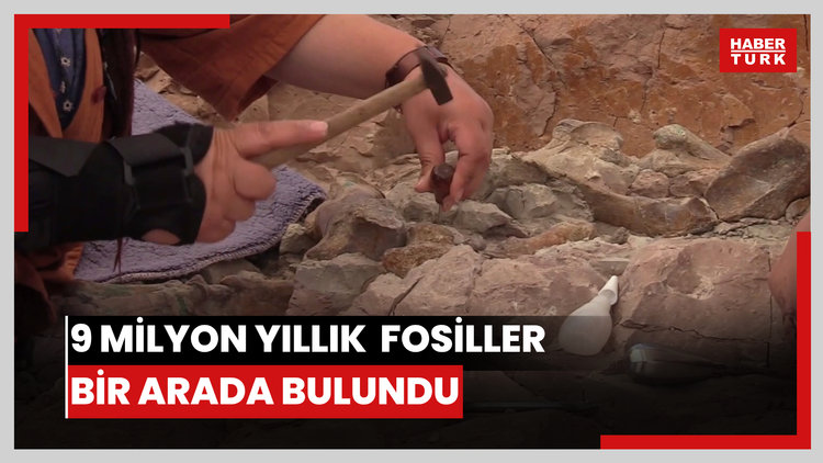 9 milyon yıllık fil, gergedan ve zürafaya ait fosiller bir arada bulundu